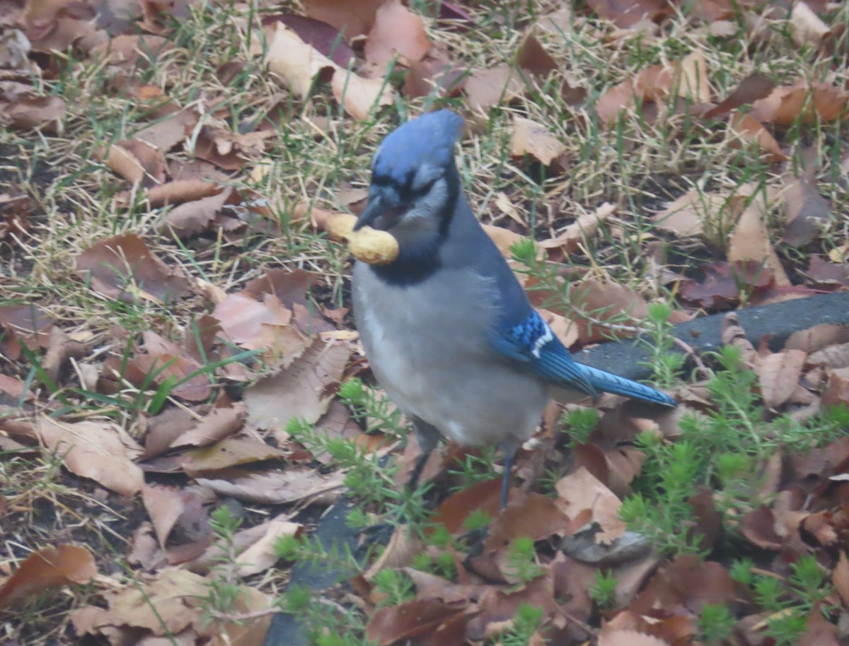 Geai bleu - ML645032459