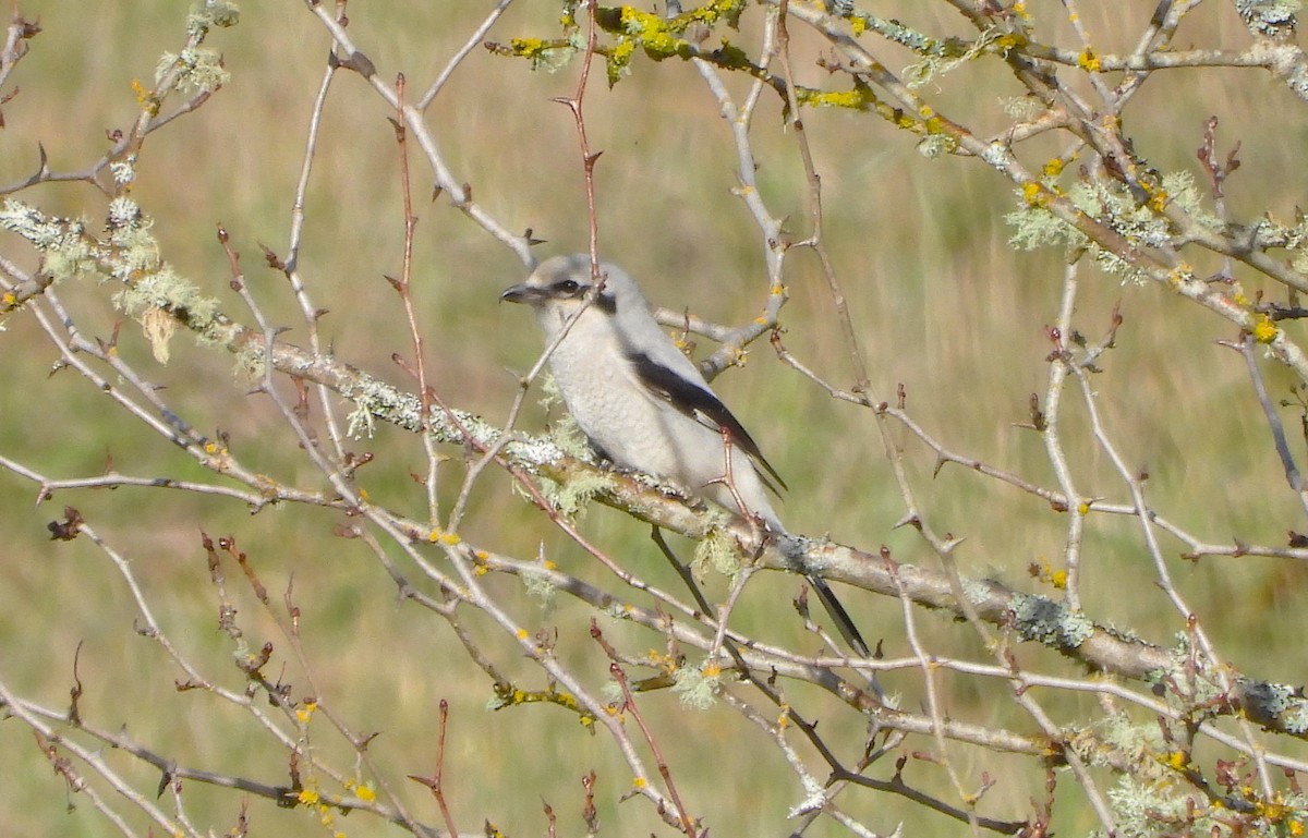 Умардын дунхай - ML645032460