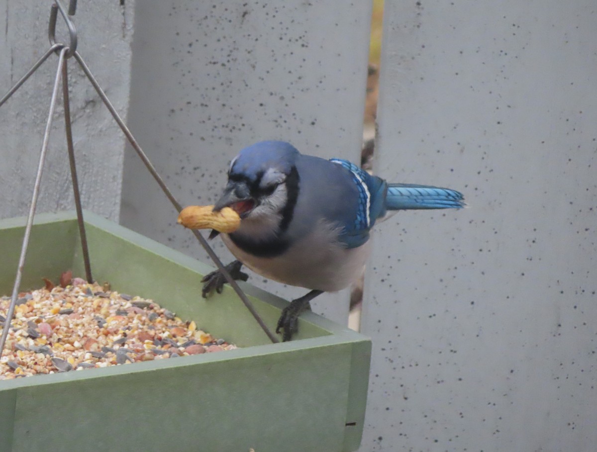 Geai bleu - ML645032461