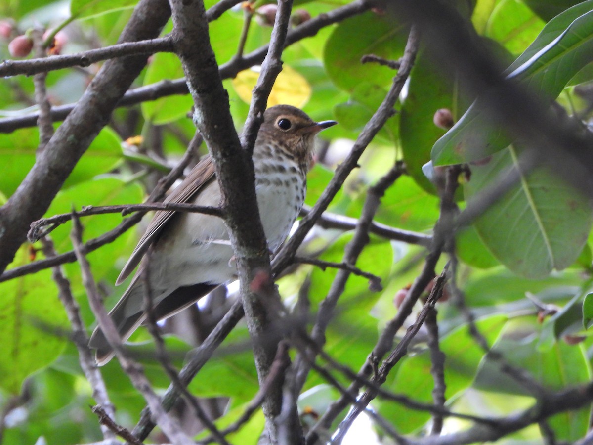 Swainson's Thrush - ML645032471