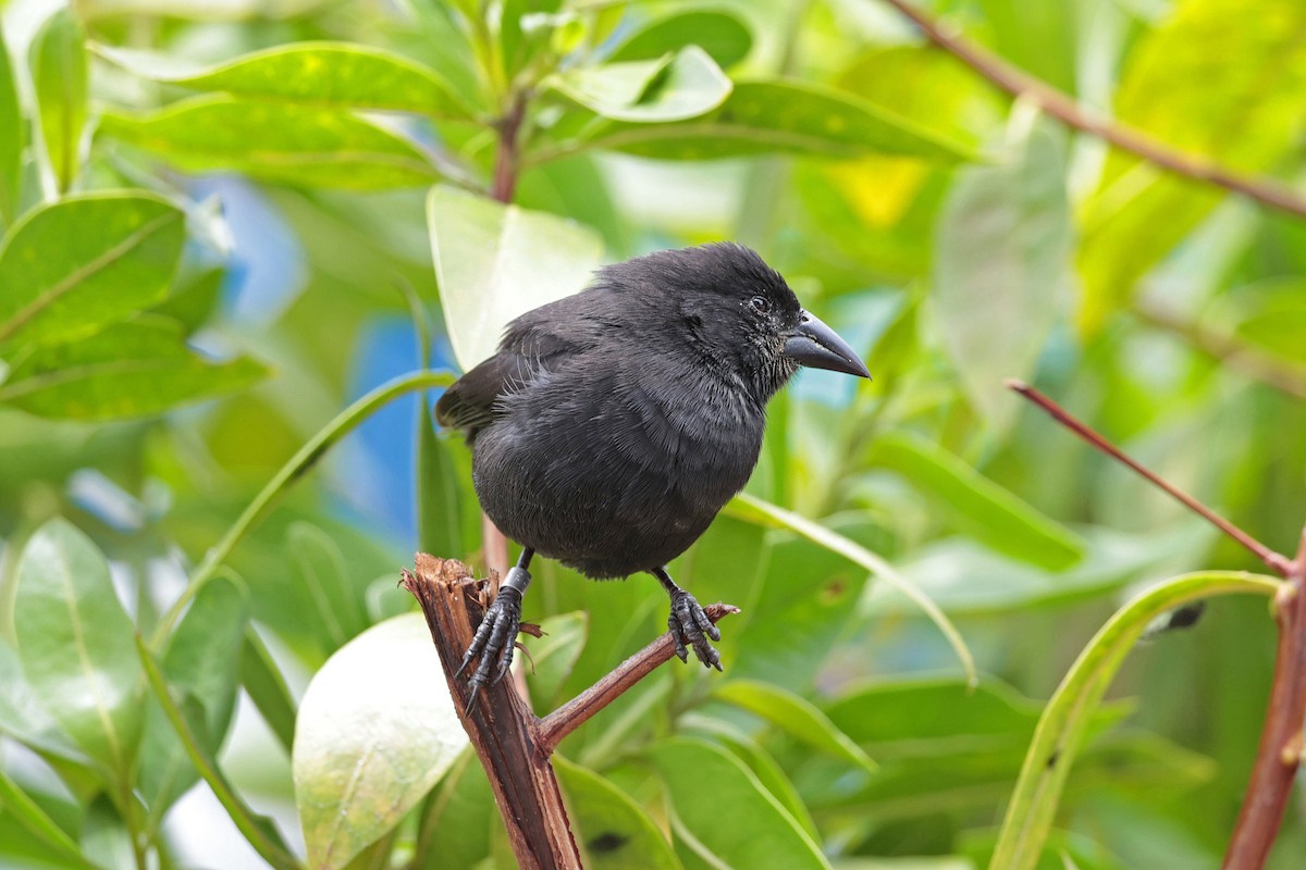 Géospize des cactus - ML645032472