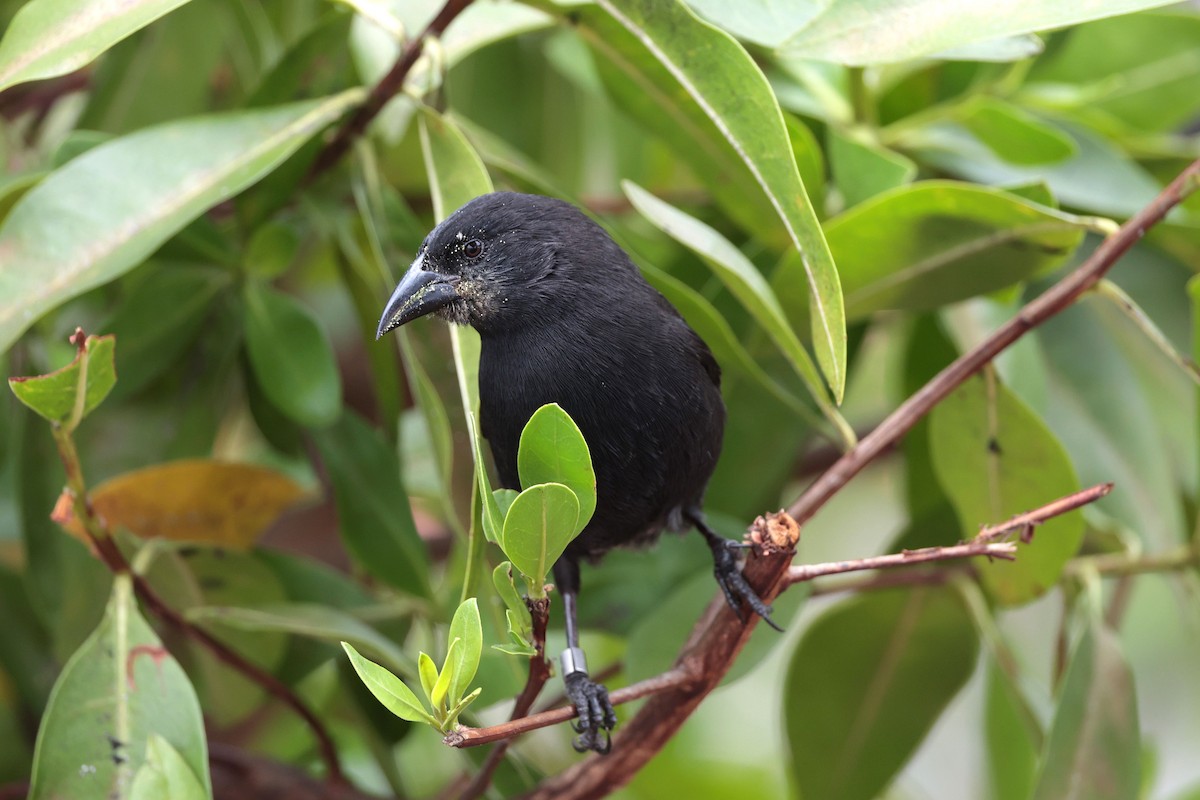 Géospize des cactus - ML645032473