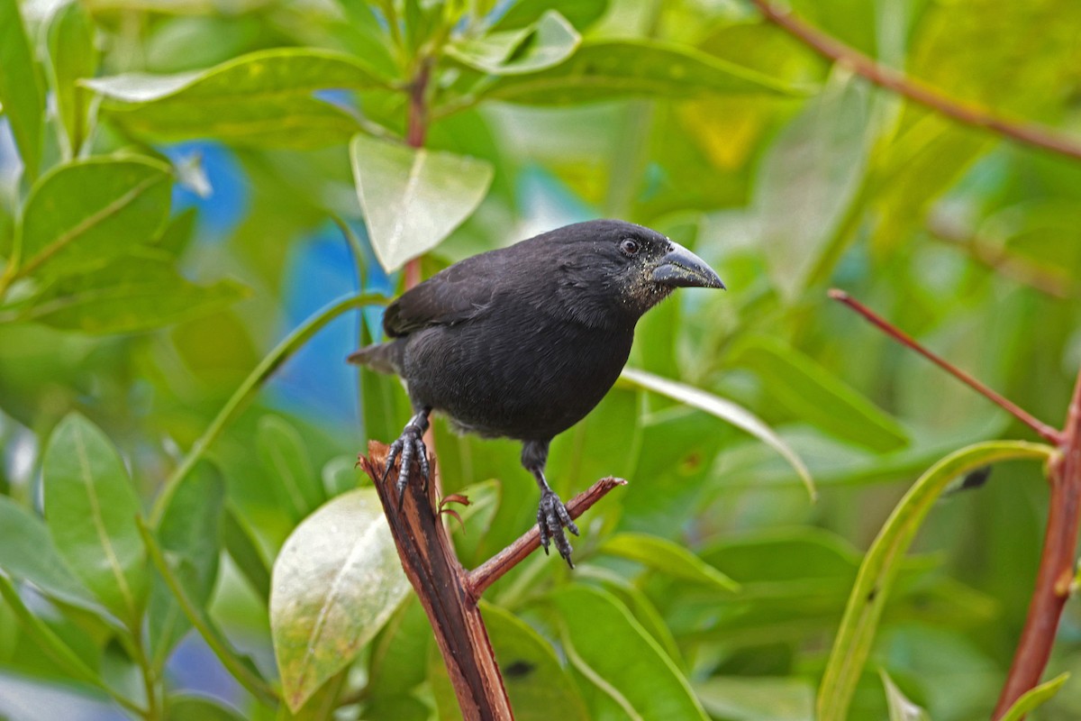 Géospize des cactus - ML645032474