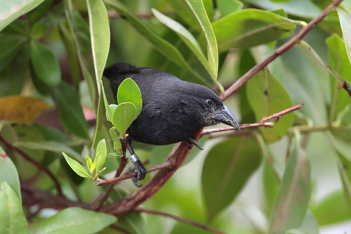 Géospize des cactus - ML645032476