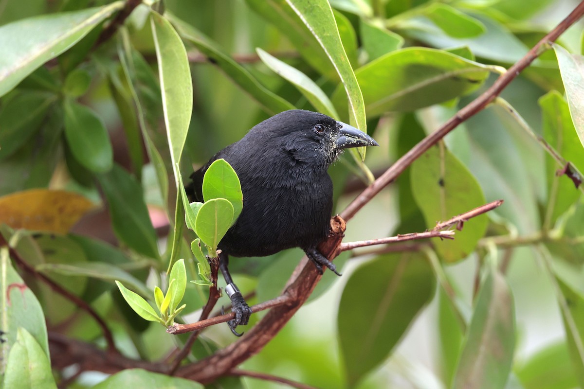 Géospize des cactus - ML645032477