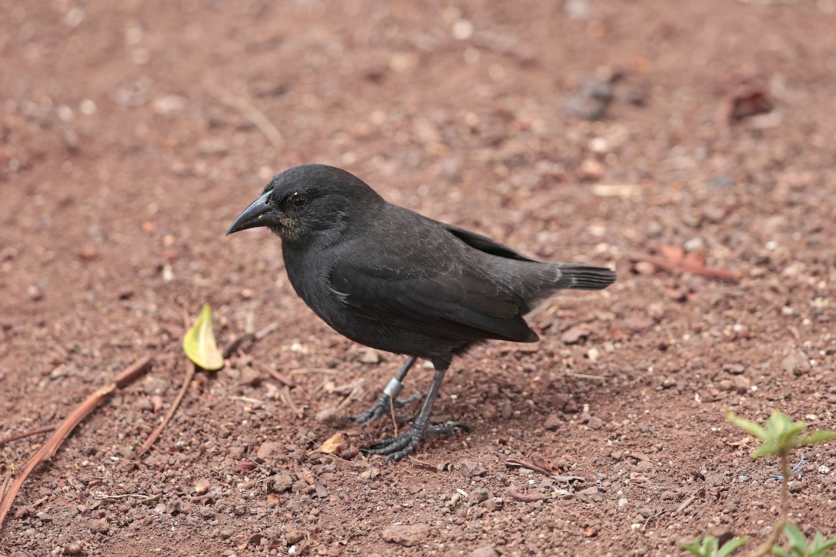 Géospize des cactus - ML645032478