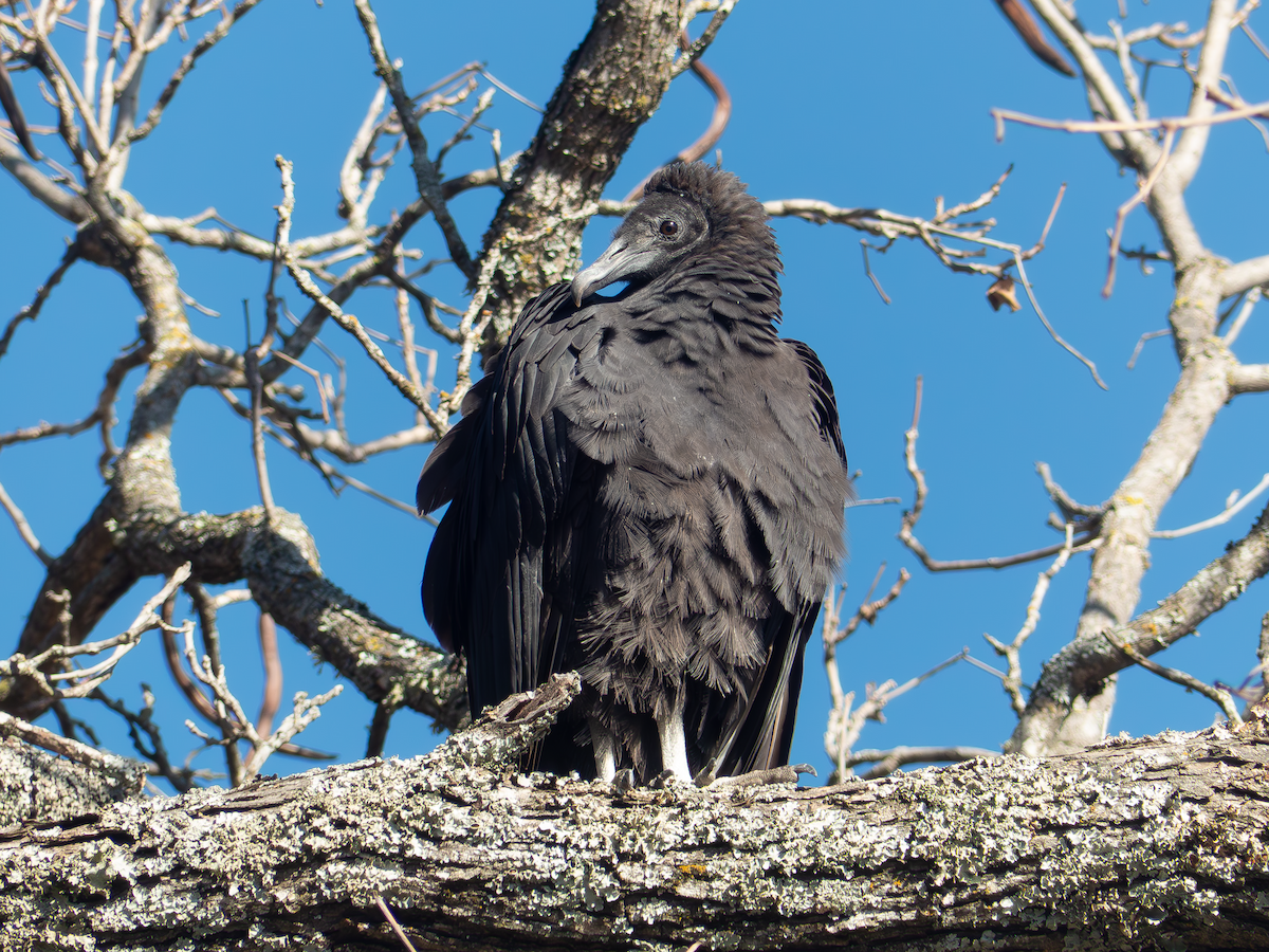 Black Vulture - ML645032482