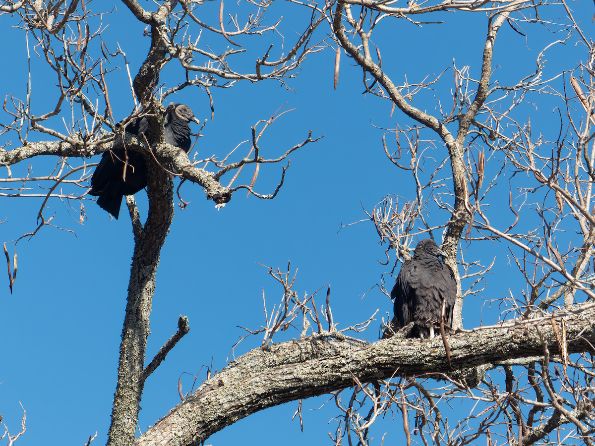 Black Vulture - ML645032484