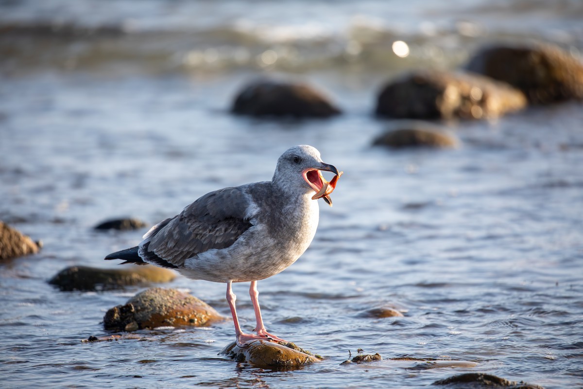 Western Gull - ML645032491