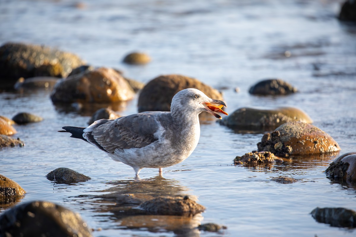 Western Gull - ML645032492
