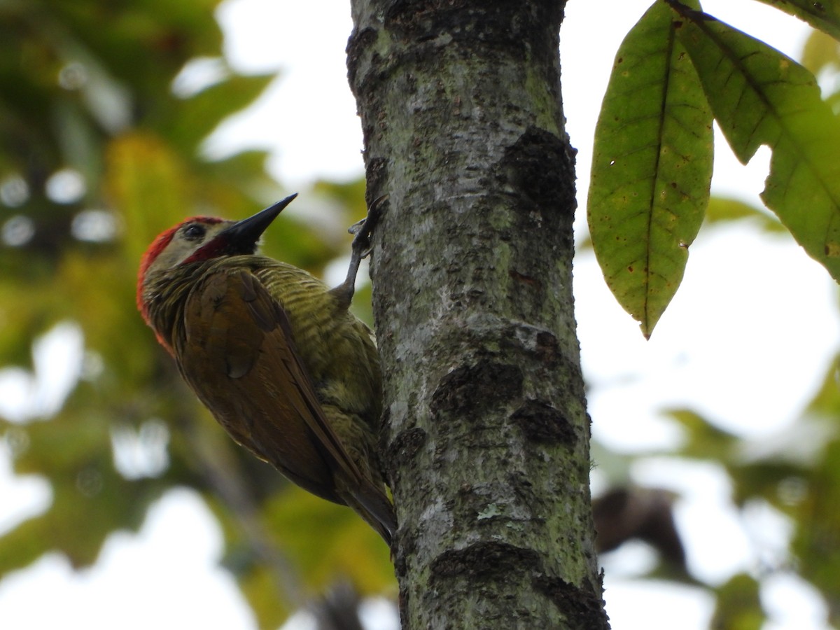 Golden-olive Woodpecker - ML645032499