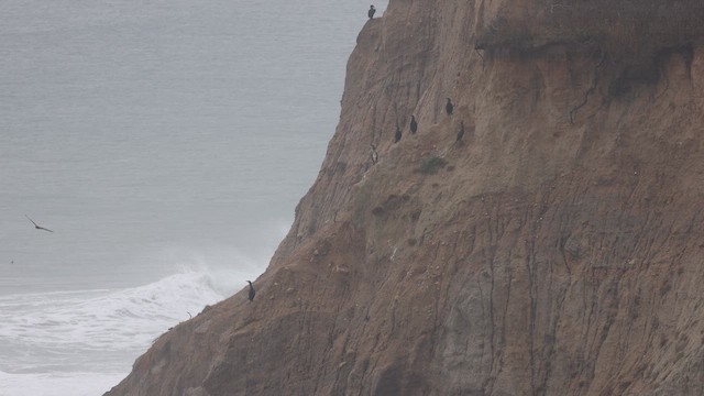 Northern Harrier - ML645032500