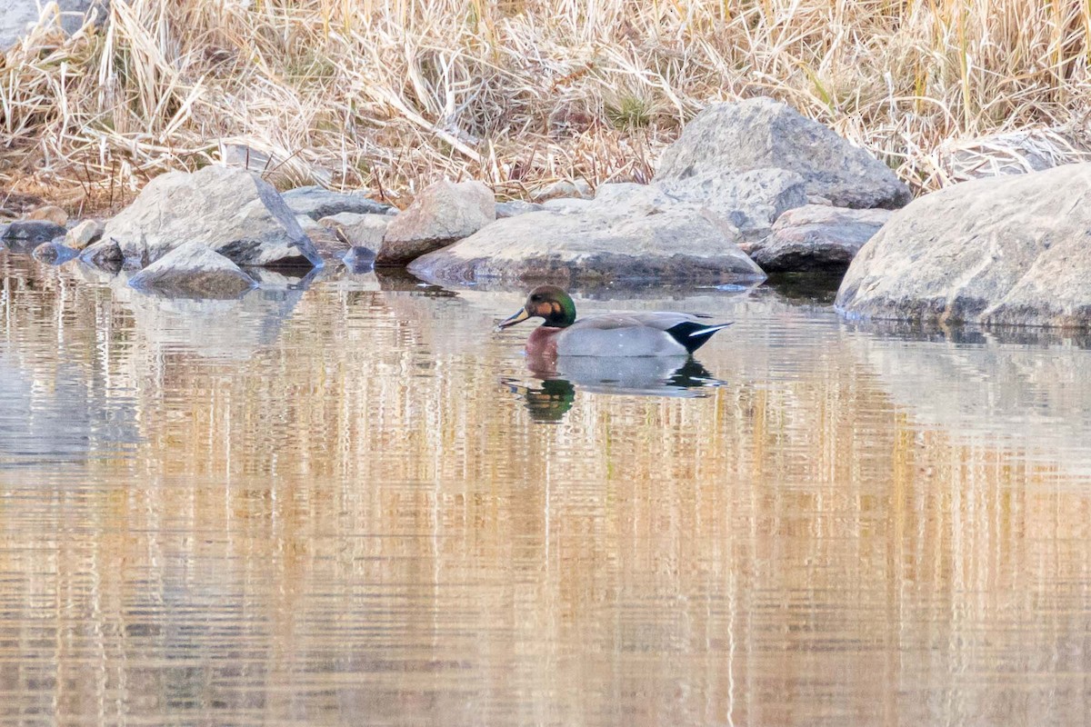 赤膀鴨x綠頭鴨(雜交) - ML645032504