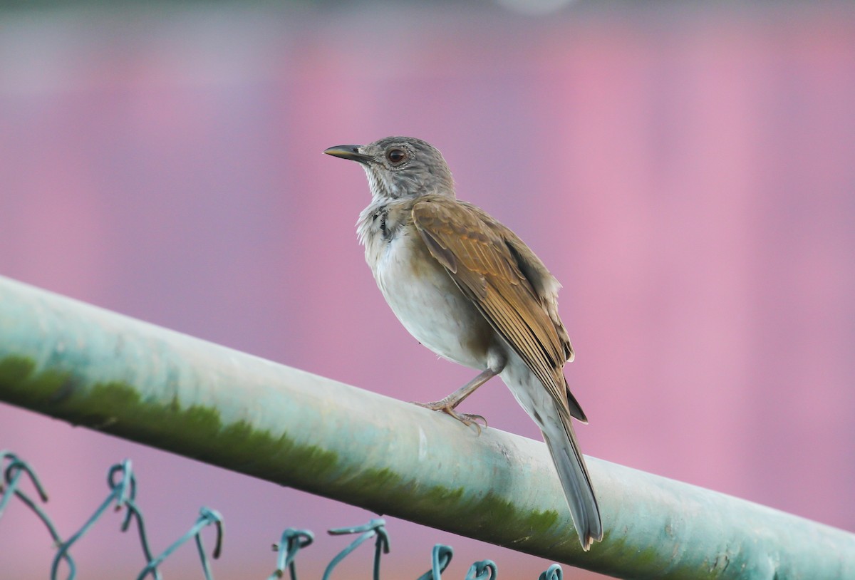 Pale-breasted Thrush - ML645032505