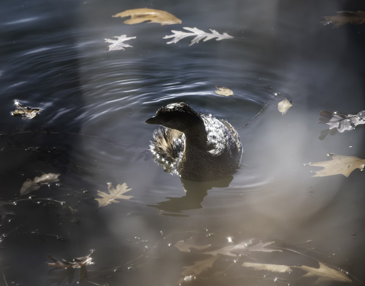 Pied-billed Grebe - ML645032508