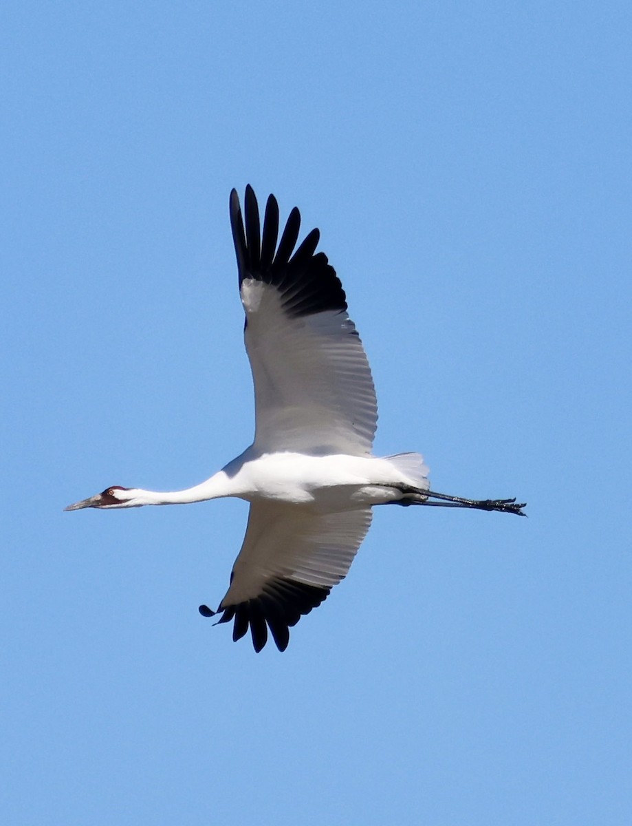 Whooping Crane - ML645032509