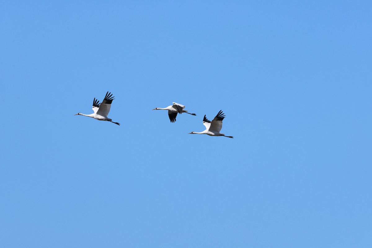 Whooping Crane - ML645032510