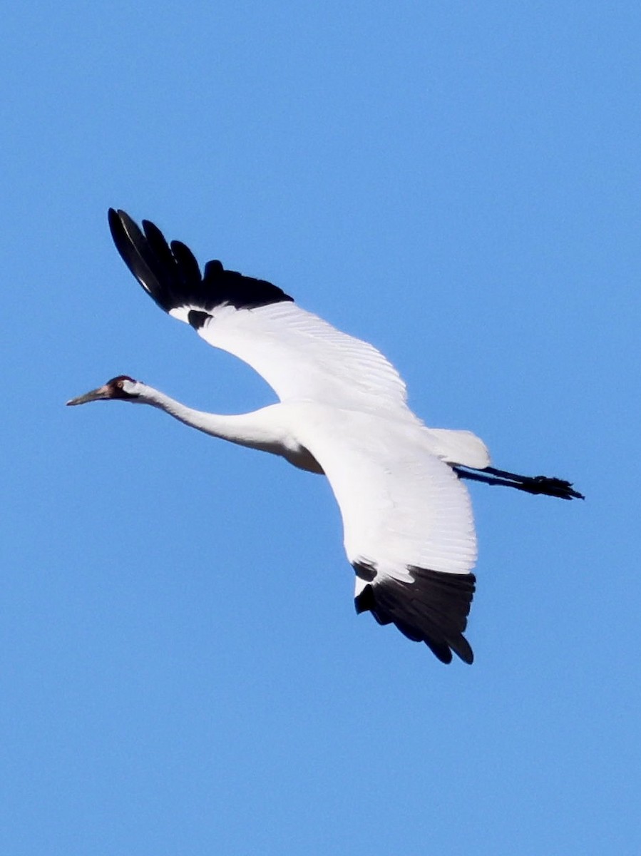 Whooping Crane - ML645032511