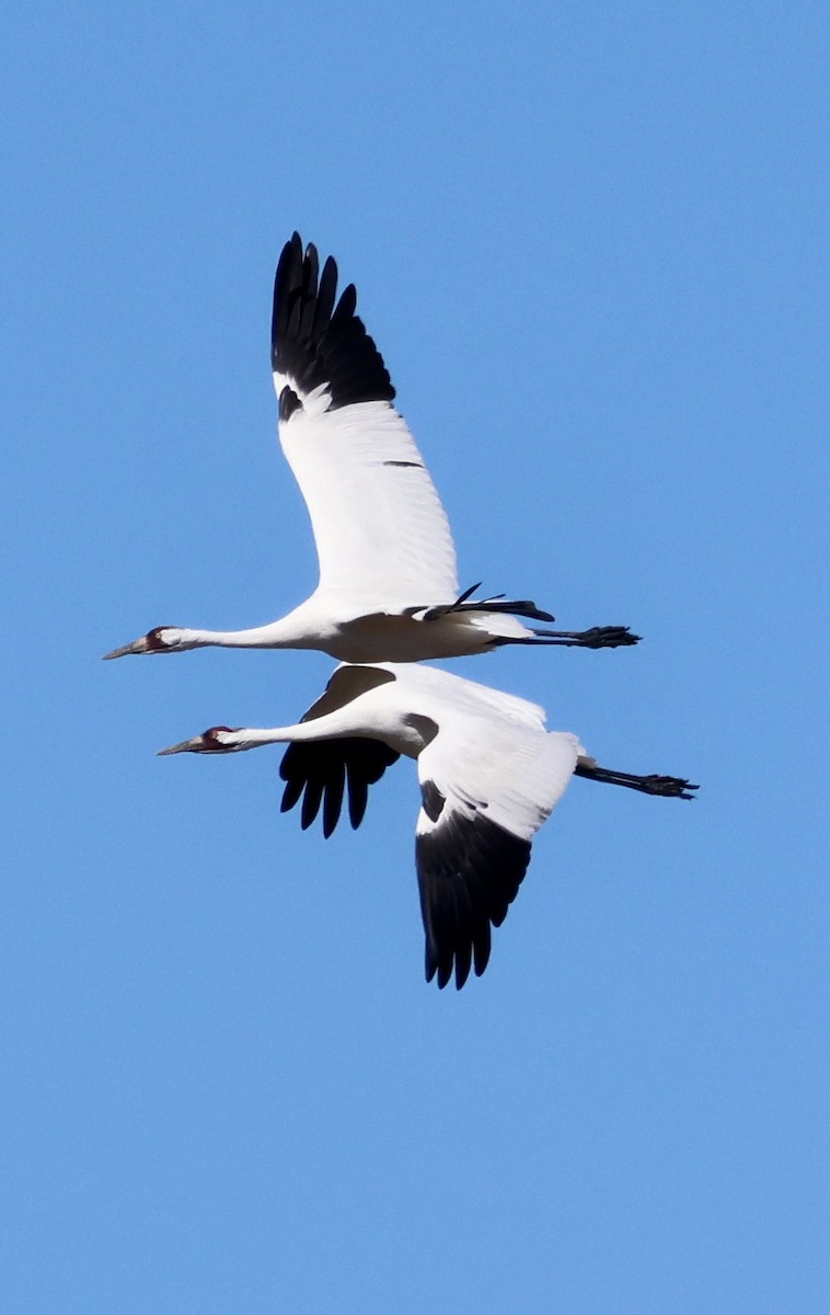 Whooping Crane - ML645032512