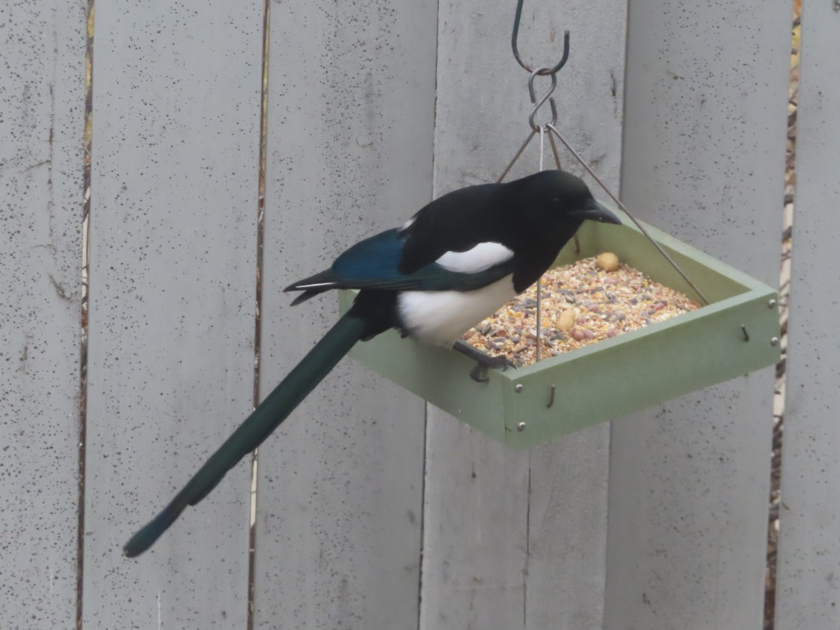 Black-billed Magpie - ML645032513