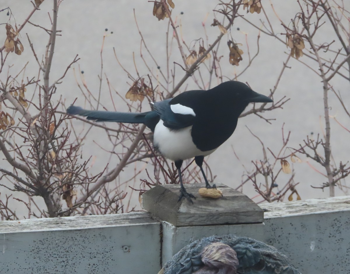 Black-billed Magpie - ML645032517