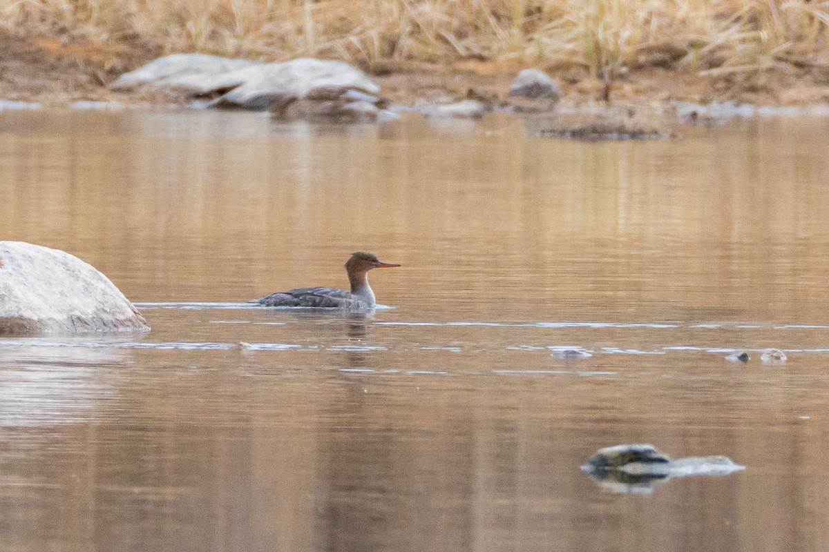 Red-breasted Merganser - ML645032518