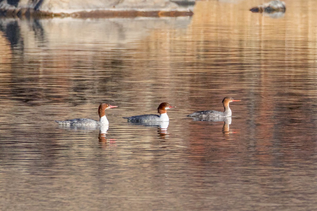 Red-breasted Merganser - ML645032519