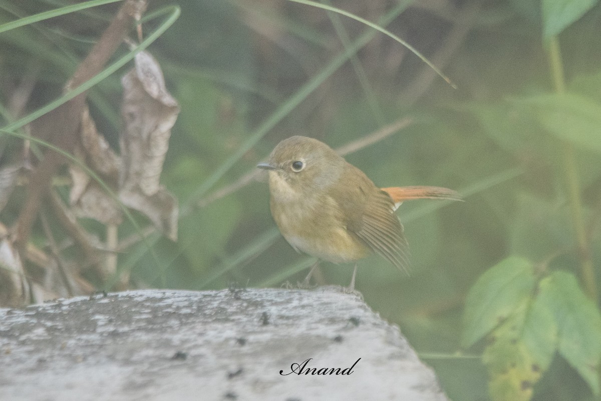 Slaty-blue Flycatcher - ML645032522
