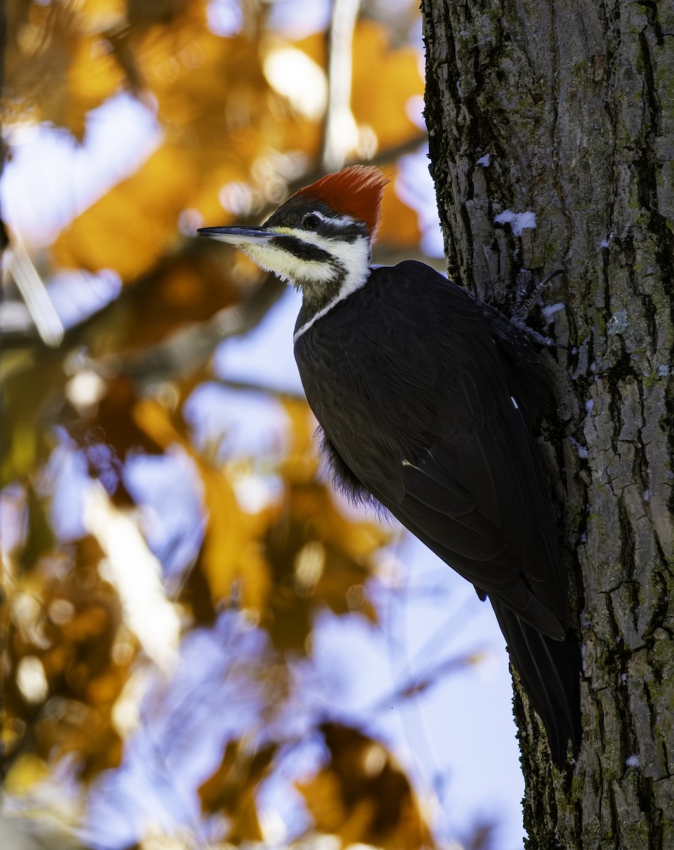 Pileated Woodpecker - ML645032523