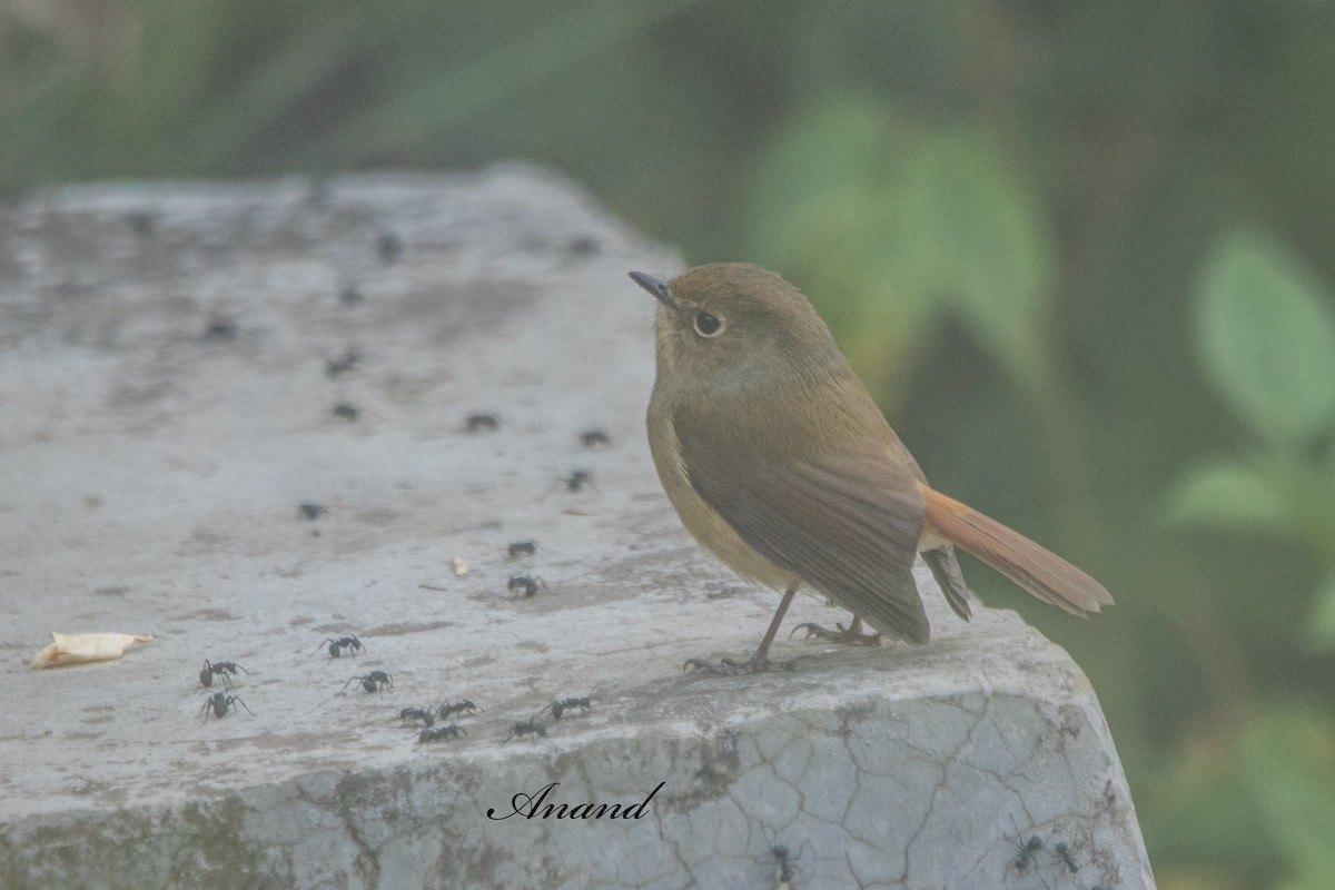 Slaty-blue Flycatcher - ML645032524