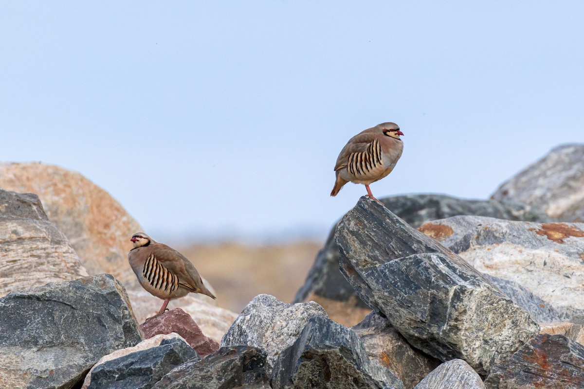 Chukar - ML645032525