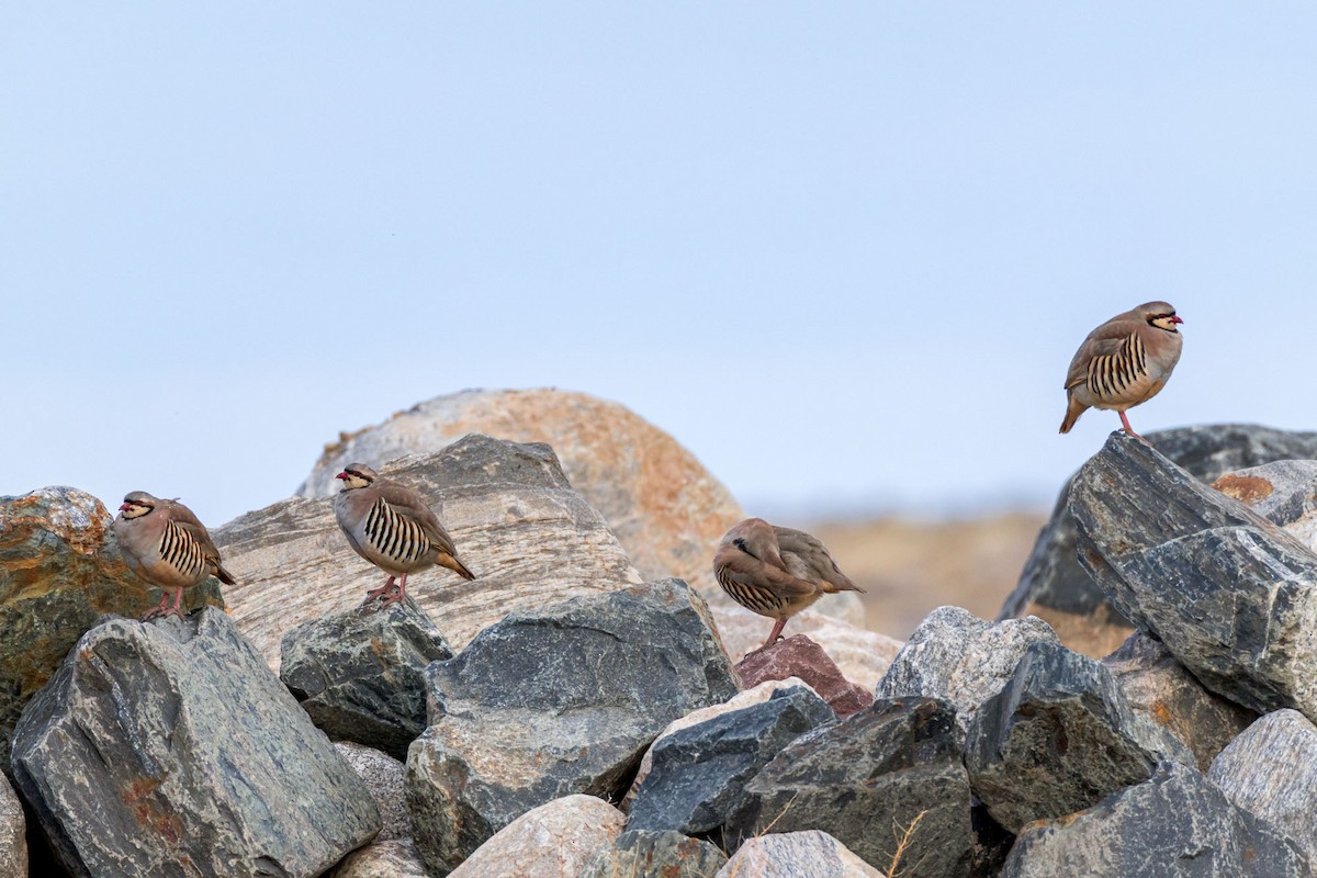 Chukar - ML645032526