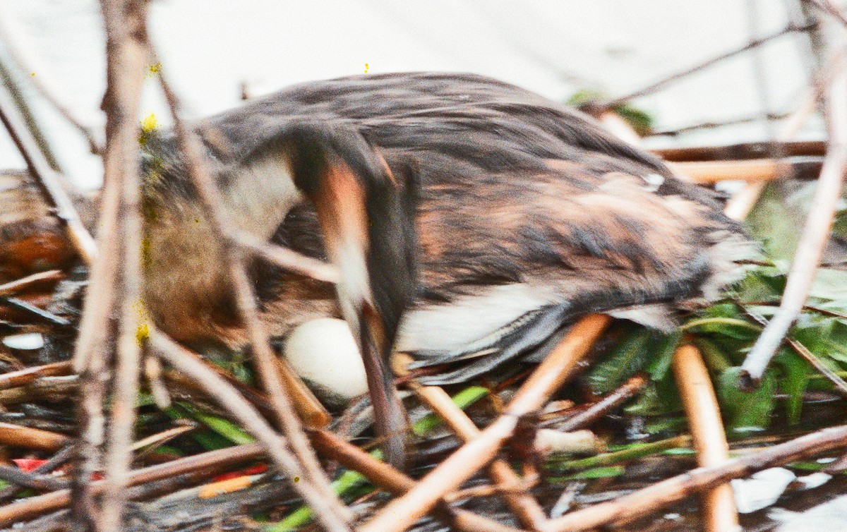 Great Crested Grebe - ML645032527