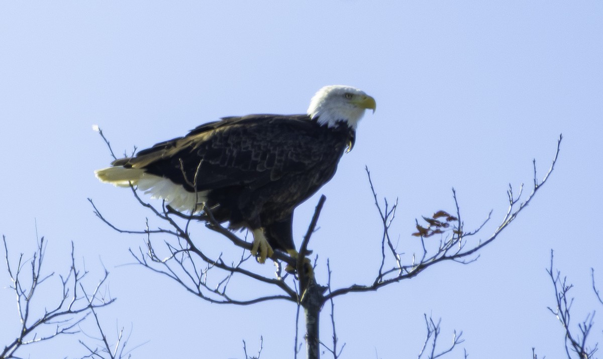 Bald Eagle - ML645032528