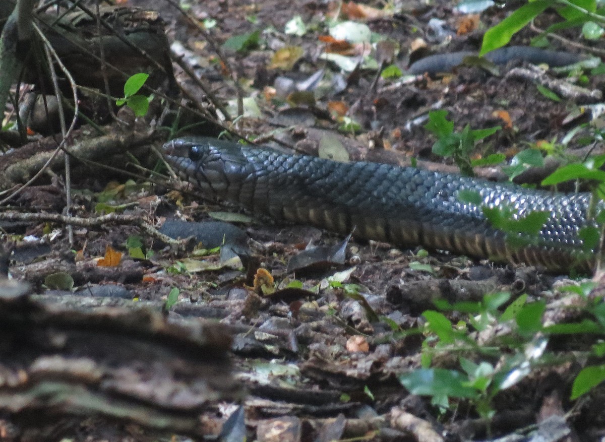 Indigo Snakes - ML645032529