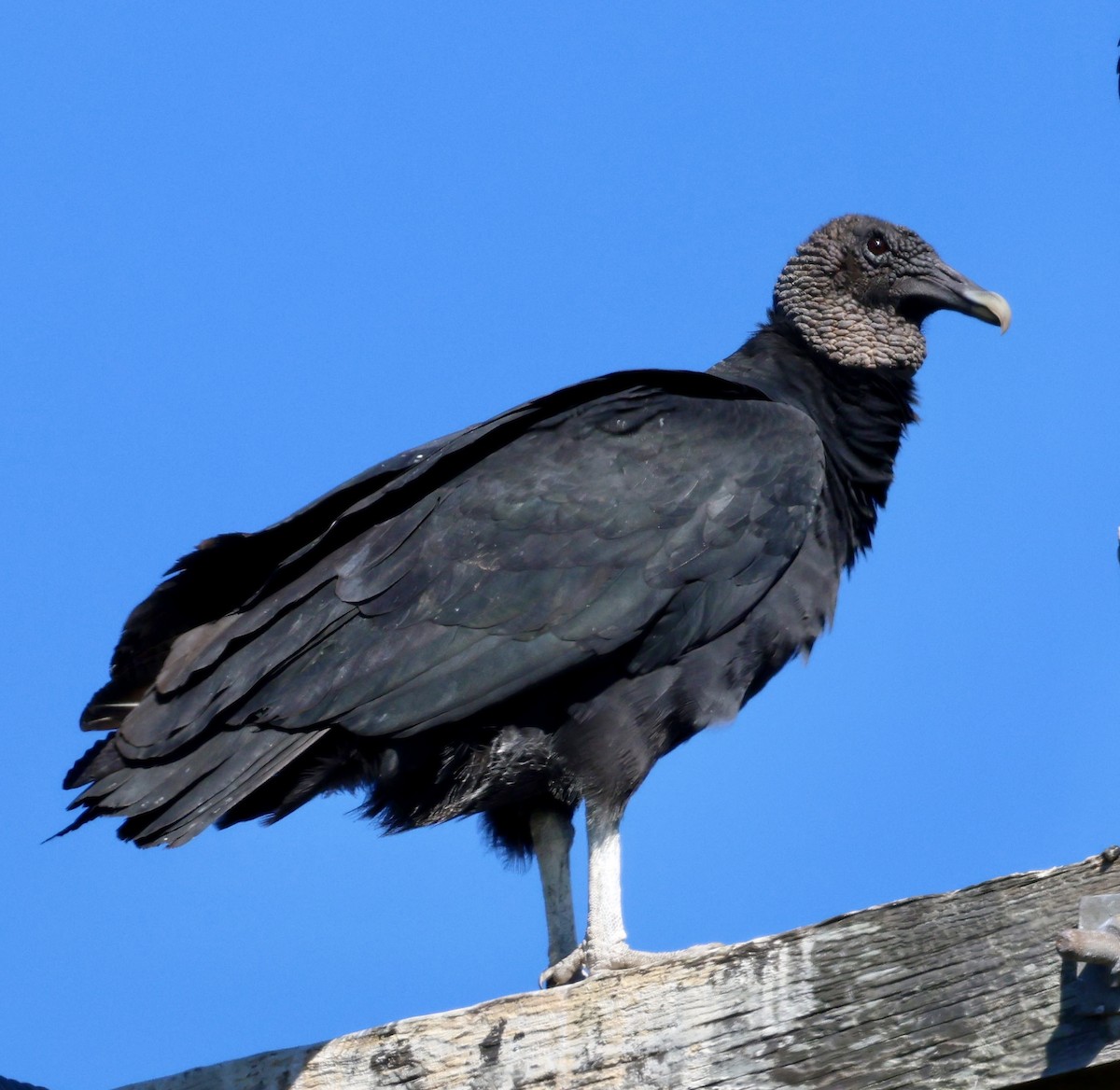 Black Vulture - ML645032530