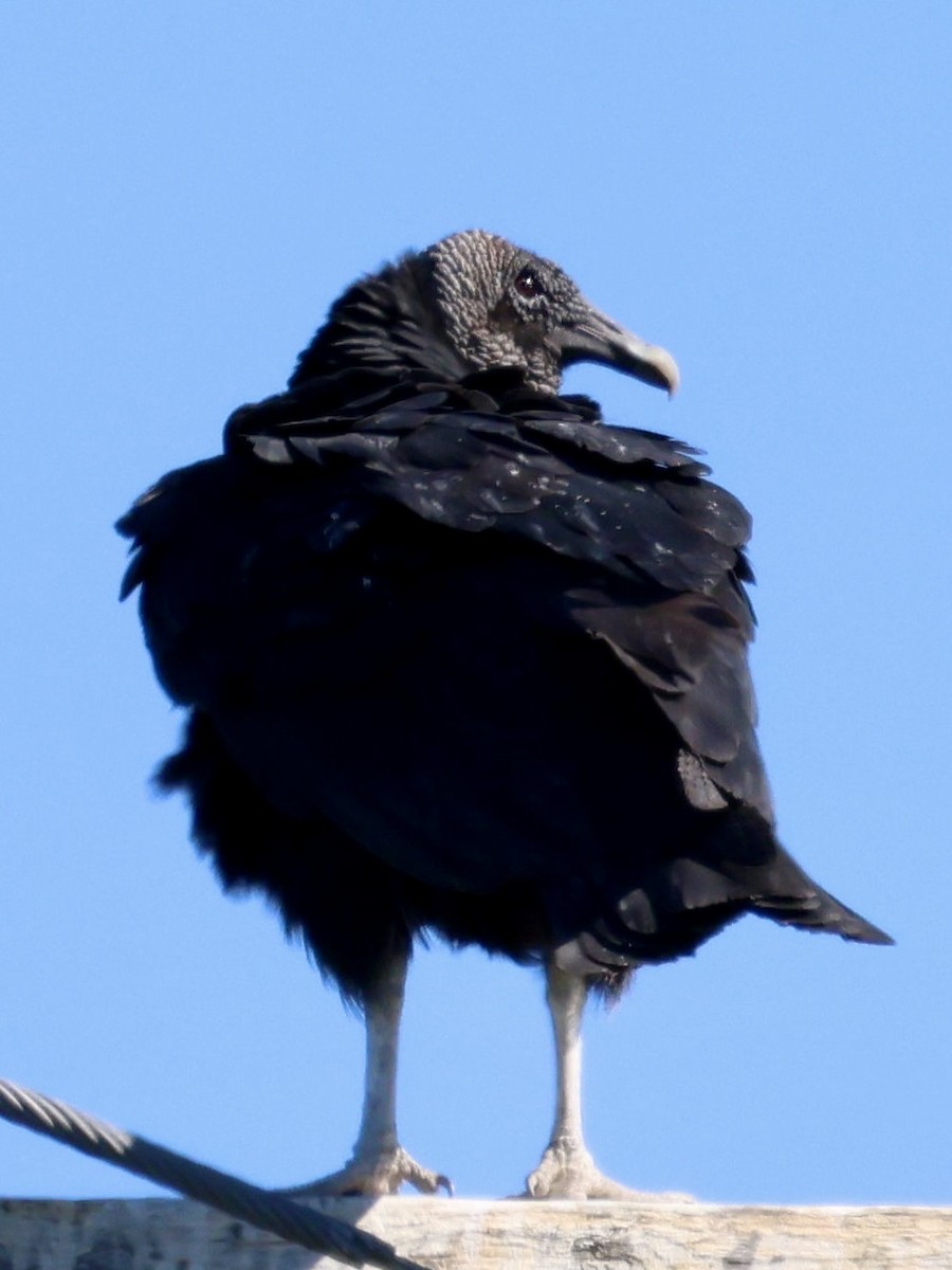Black Vulture - ML645032531