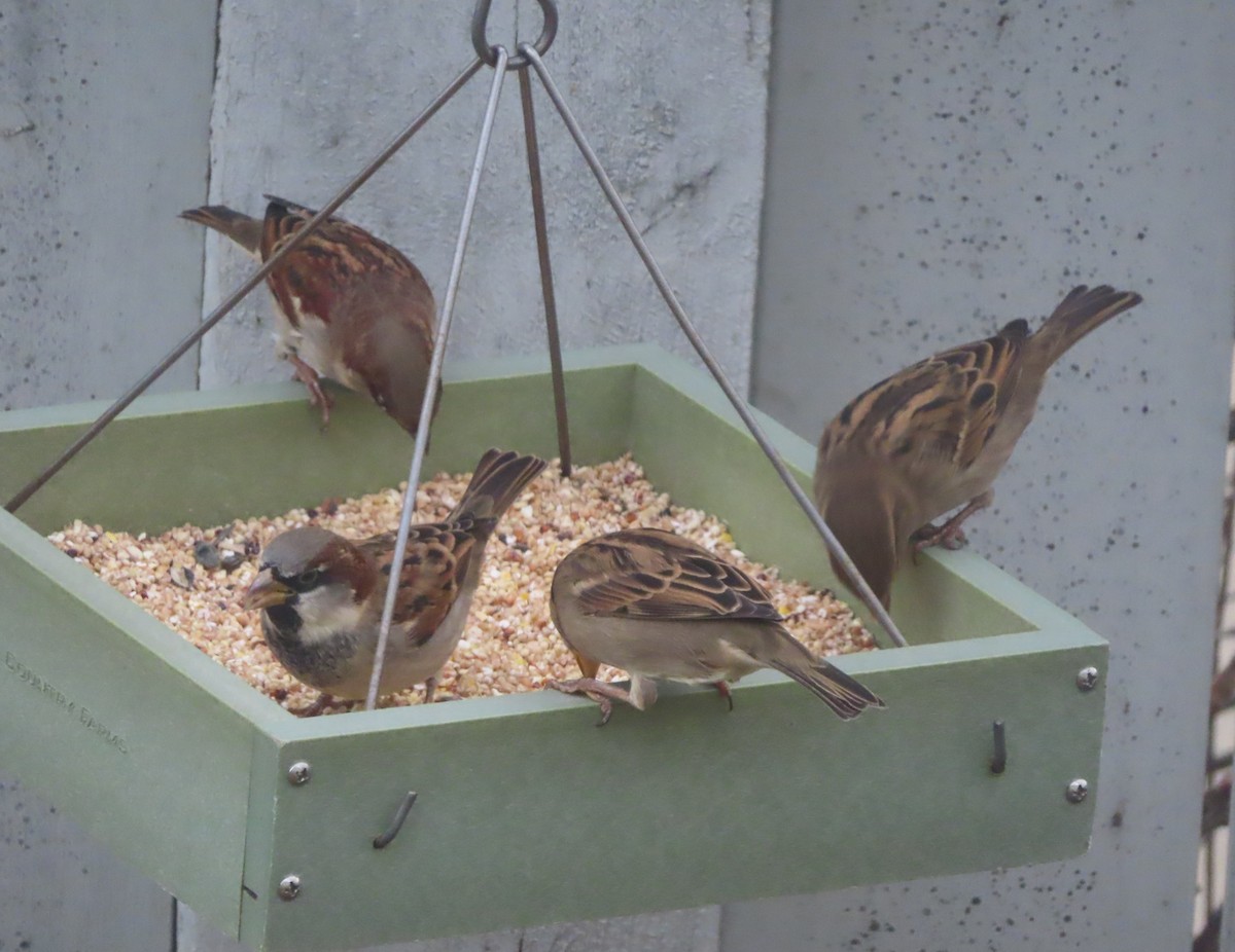 House Sparrow - ML645032532