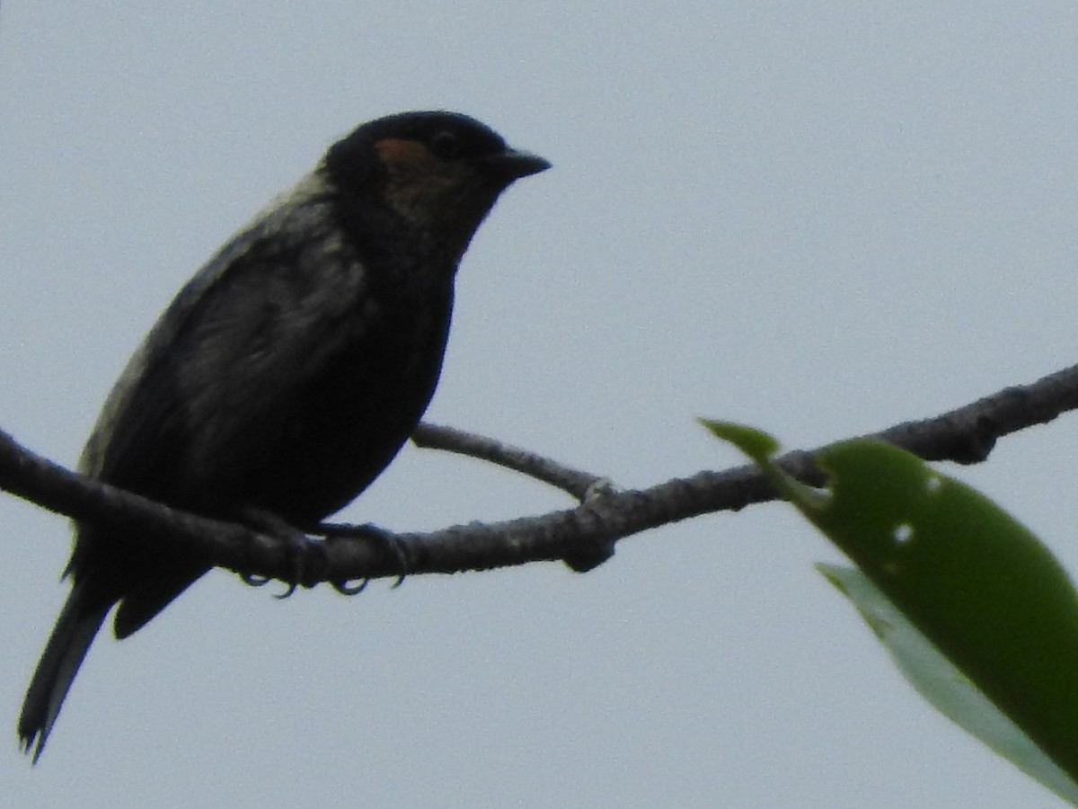 Silvery Tanager - ML645032533