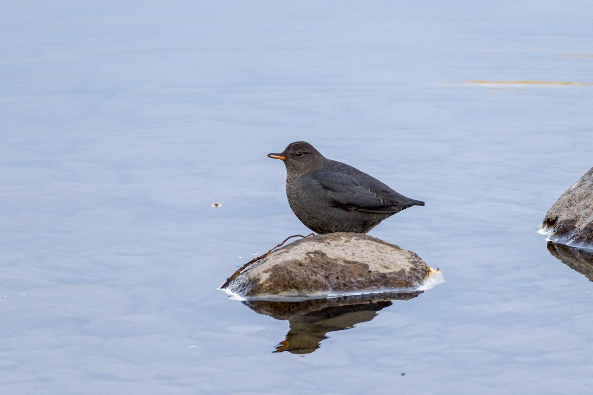 American Dipper - ML645032535