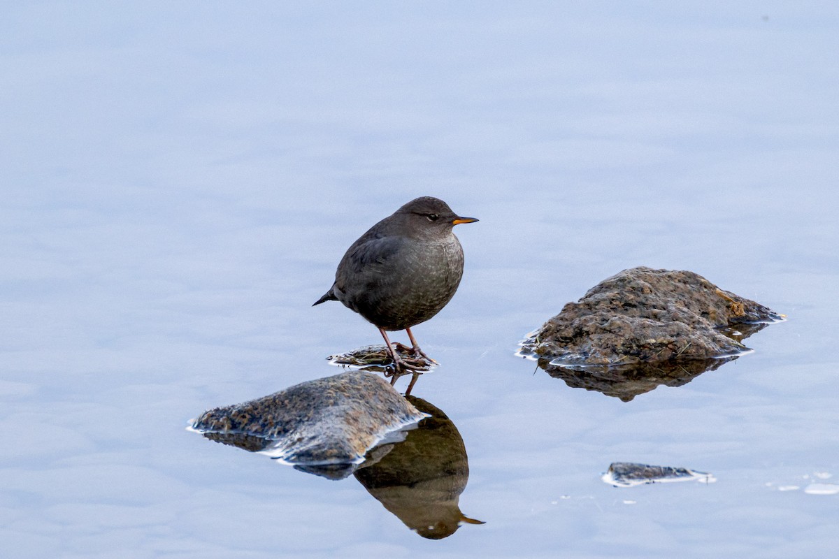 American Dipper - ML645032536