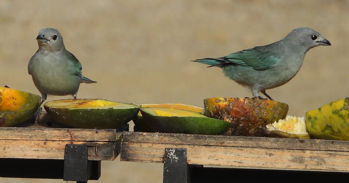 Sayaca Tanager - ML645032538