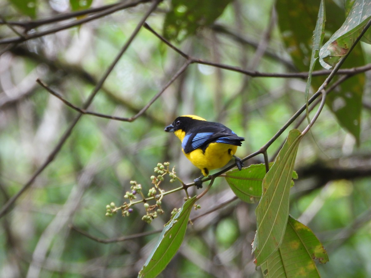 Blue-winged Mountain Tanager - ML645032539