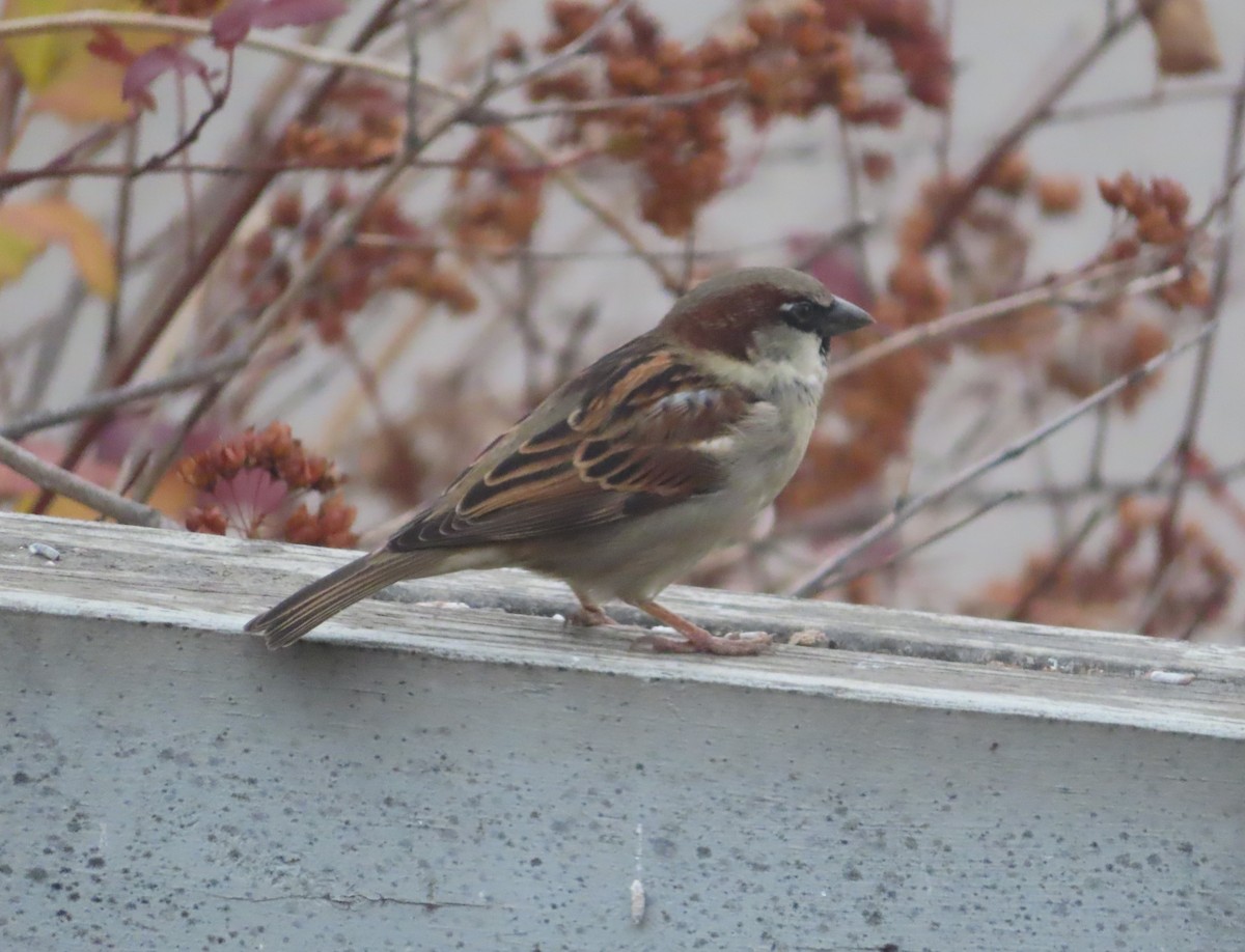 House Sparrow - ML645032540