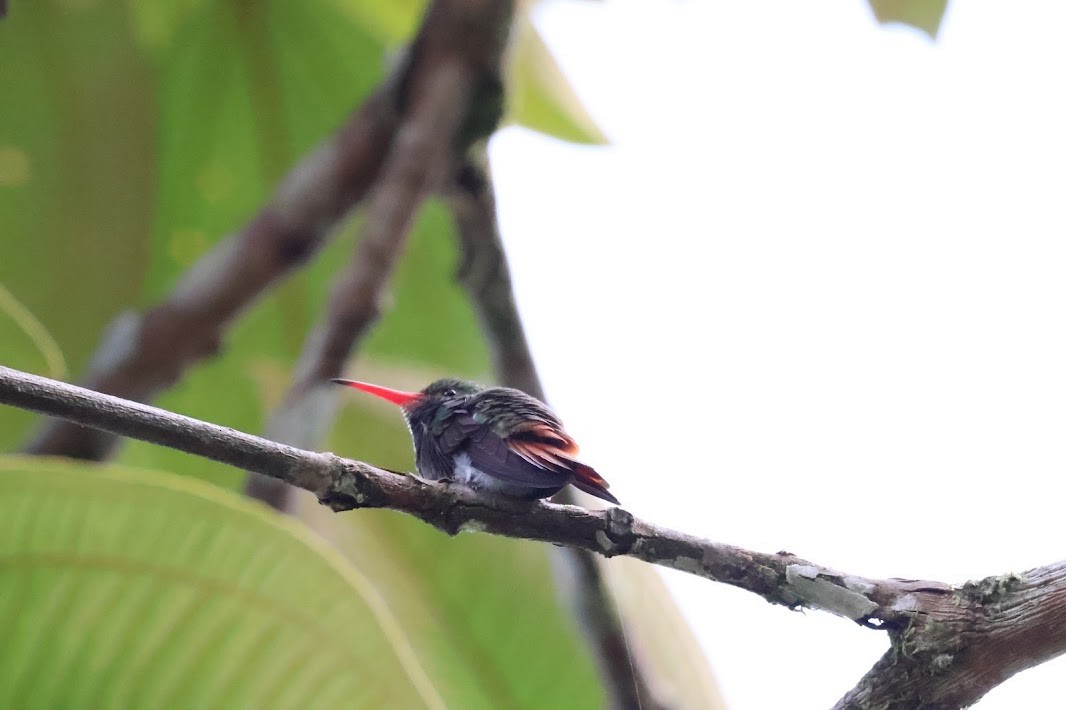 Rufous-tailed Hummingbird - ML645032543