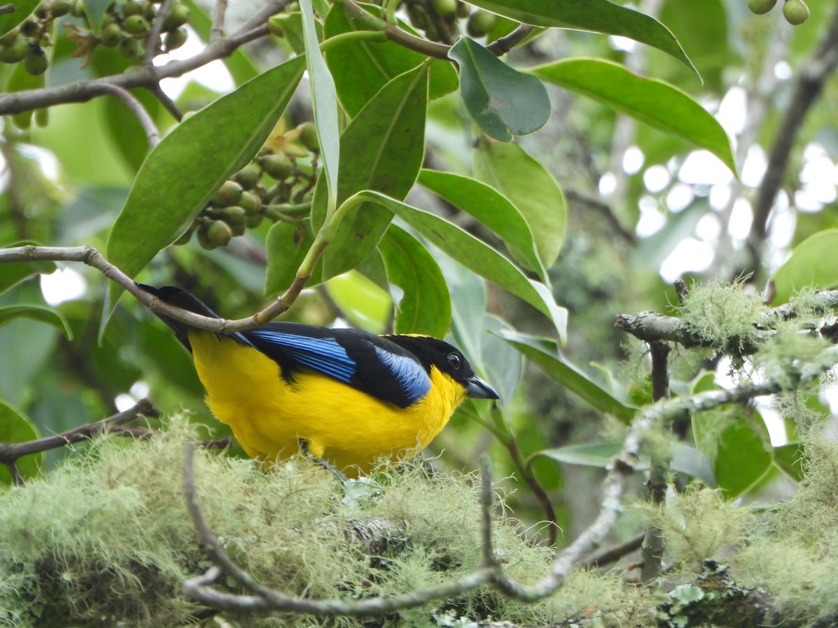 Blue-winged Mountain Tanager - ML645032556