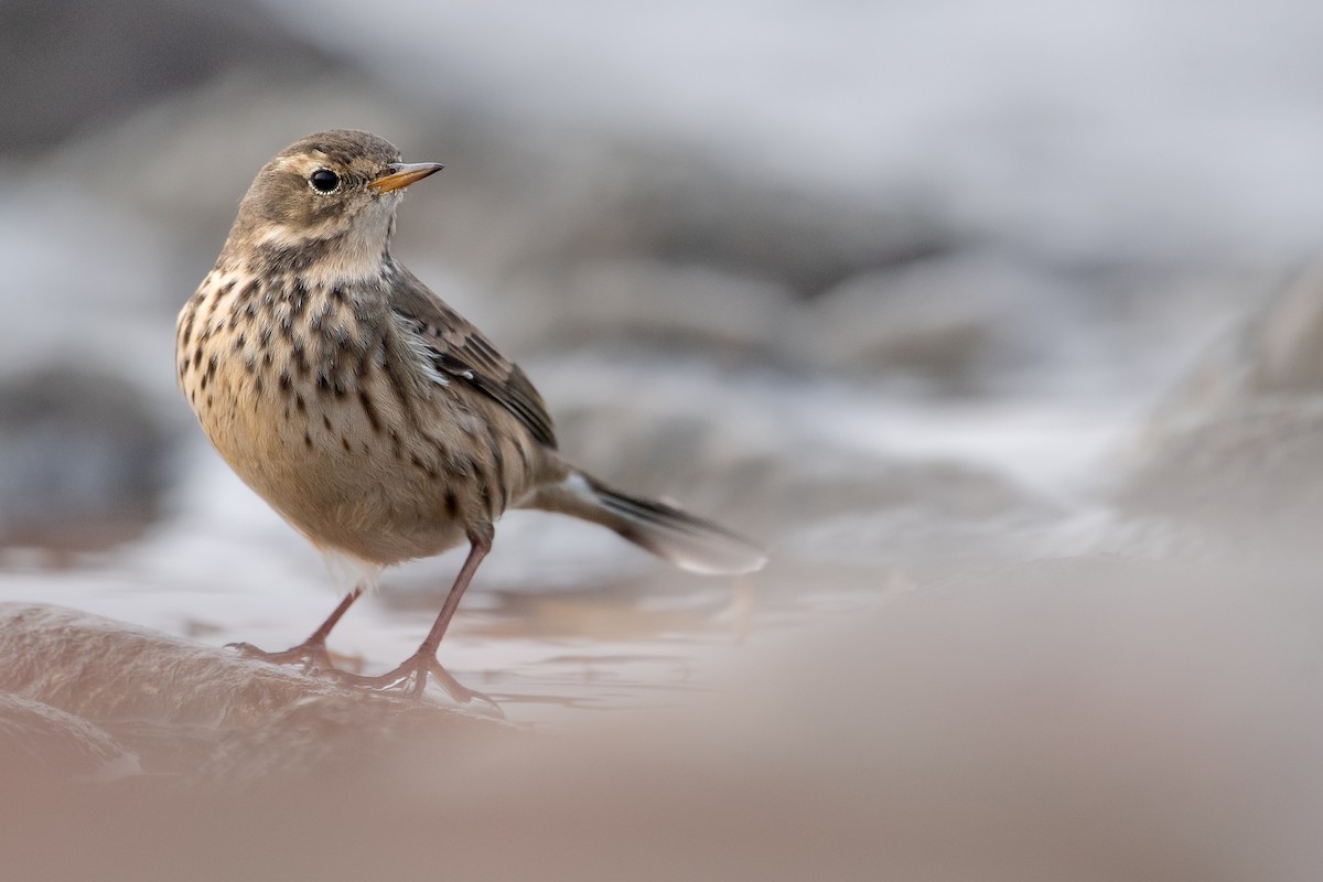 American Pipit - ML645032568