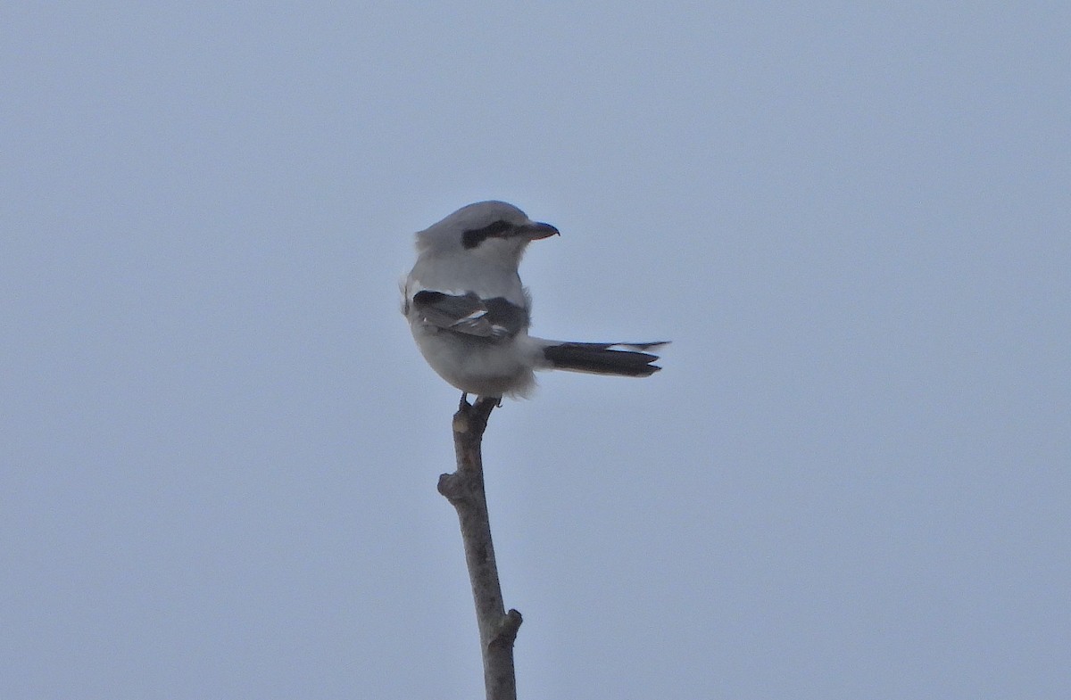 Умардын дунхай - ML645032576