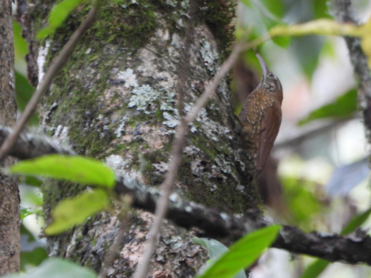 Montane Woodcreeper - ML645032593
