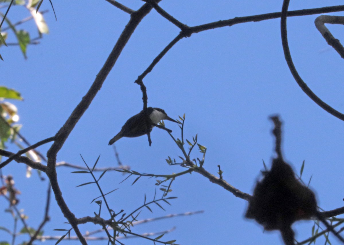 Black-eared Fairy - ML645032594